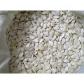 Xinjiang Brand Cheap And Good Quality Snow White Pumpkin Seeds